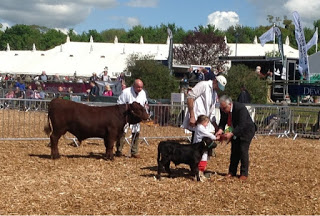 Devon county show