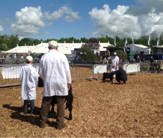 Devon show pictures