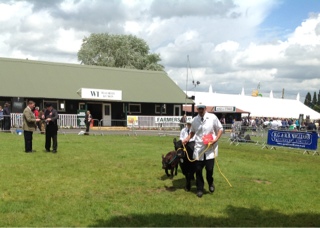 Gracie – first in cow class