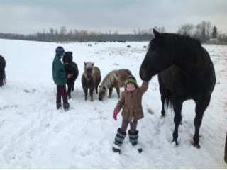 Viewing cattle