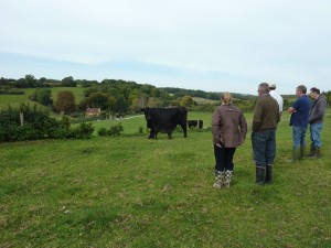 An angus surrogate & calf