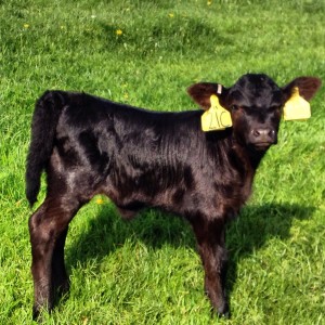 Lowline calf 