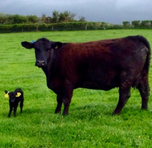 Angus surrogate and her newborn lowline heifer calf
