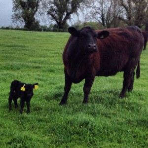 Angus surrogate and lowline calf 