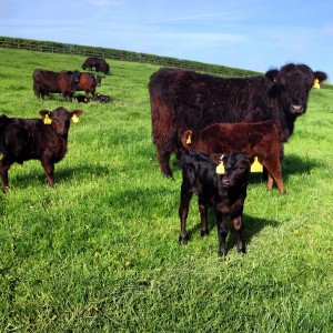 Highland surrogate and some of the lowline calves, angus cows in the background