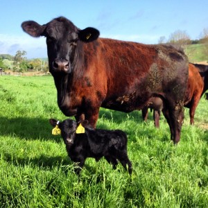 Angus surrogate and her heifer calf