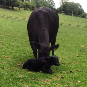 50% Lowline Angus cross calf