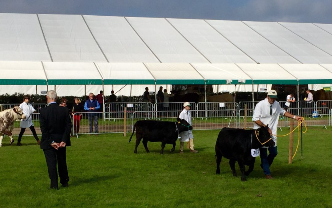 A FEW MORE ROSETTES FROM ROYAL BERKSHIRE SHOW