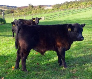 Lowline sired crossbreed calf out of a modern Angus cow