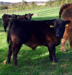 Lowline/Angus cross. Lowline bull over a modern Angus cow