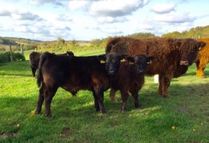 Lowline cross bred calves are coming on well - Wessex Lowlines