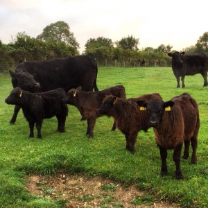 From left to right a pure Lowline embryo calf, a Lowline Angus cross, a Lowline highland cross and then another Lowline Angus cross