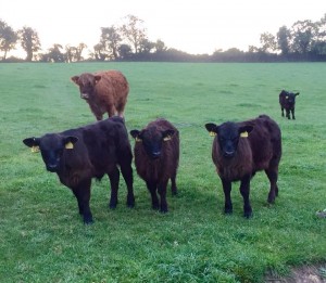 Lowline sired crossbreed calves