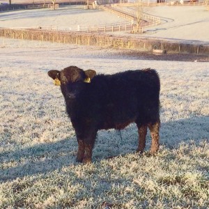 Lowlines calf