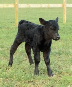 New heifer calf