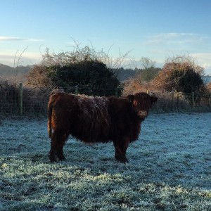 One of the highland embryo recipients 