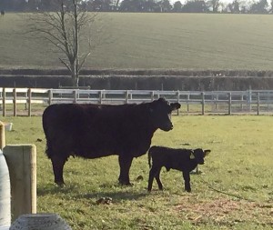 Miss Sparkle and heifer calf