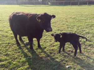 Heifer calf for Miss Sparkle