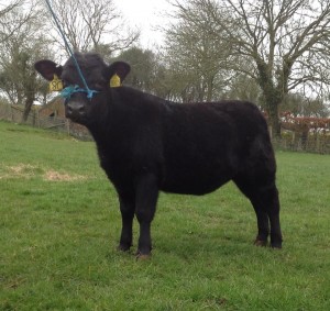 2 Heifers leave for their new home at Jamie’s Farm