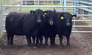 These 3 are Watching proceedings carefully