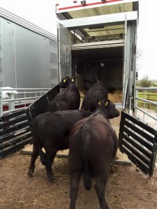 Happily followng david and a bucket into the wagon