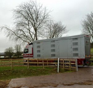 Starter herd departs for Switzerland