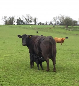 Angus surrogate with Lowline embryo transfer calf 