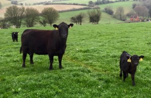 Nice Lowline cow & calf 