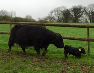 Highland surrogate and Lowline embryo transfer calf