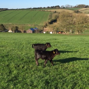 2 Lowline calves enjoying the sunshine 