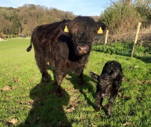 Highland embryo recipient & Lowline heifer calf