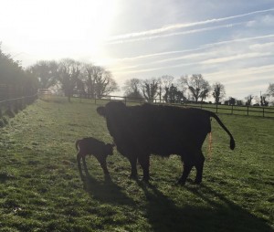 Highland surrogate & Lowline heifer calf