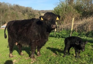 Heifer calf from an embryo transfer