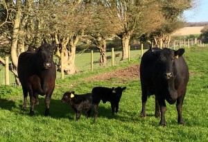 Angus surrogates and their Lowline calves