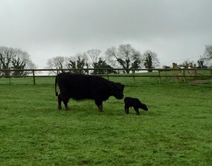 Highland surrogate and embryo Lowline calf