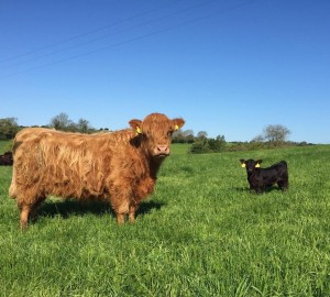 Highland with her Lowline embryo calf