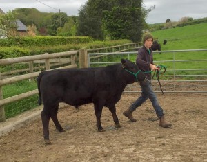 Halter training