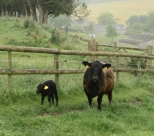 Wessex Dakota and newly tagged heifer calf