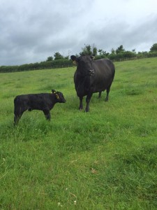 Bull calf