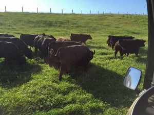 Moving day – new pasture time