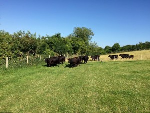 New pasture for the cows & calves too