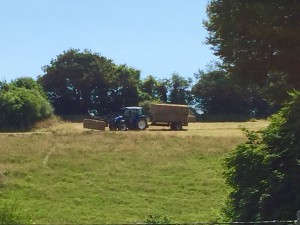 Leading hay in today