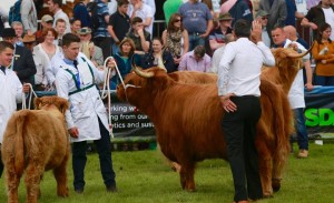 A little break from the farm – to judge the Great Yorkshire show!