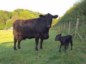 Little & large - Angus surrogate and Lowline embryo calf