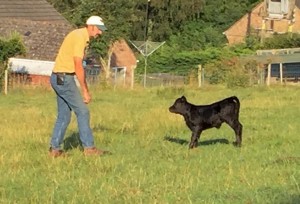 The last of this years embryo transfer calves