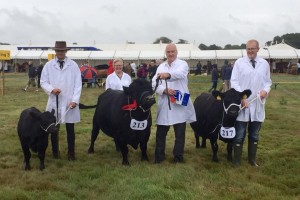 Dorset show