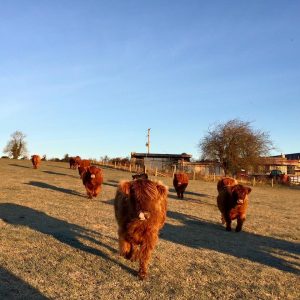 The highland recipients were anticipating breakfast this morning!