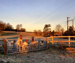 The goats waiting for breakfast 