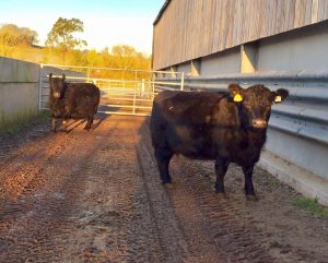 Two cows off to Hampshire