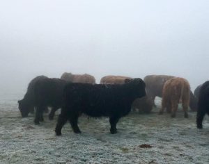 Freezing fog